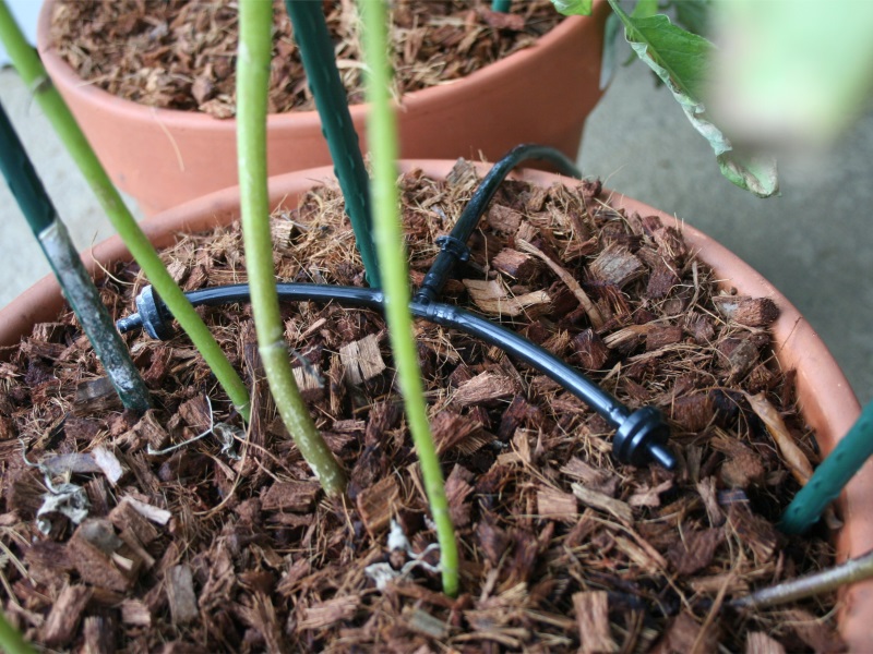 Watering Outdoor Plants